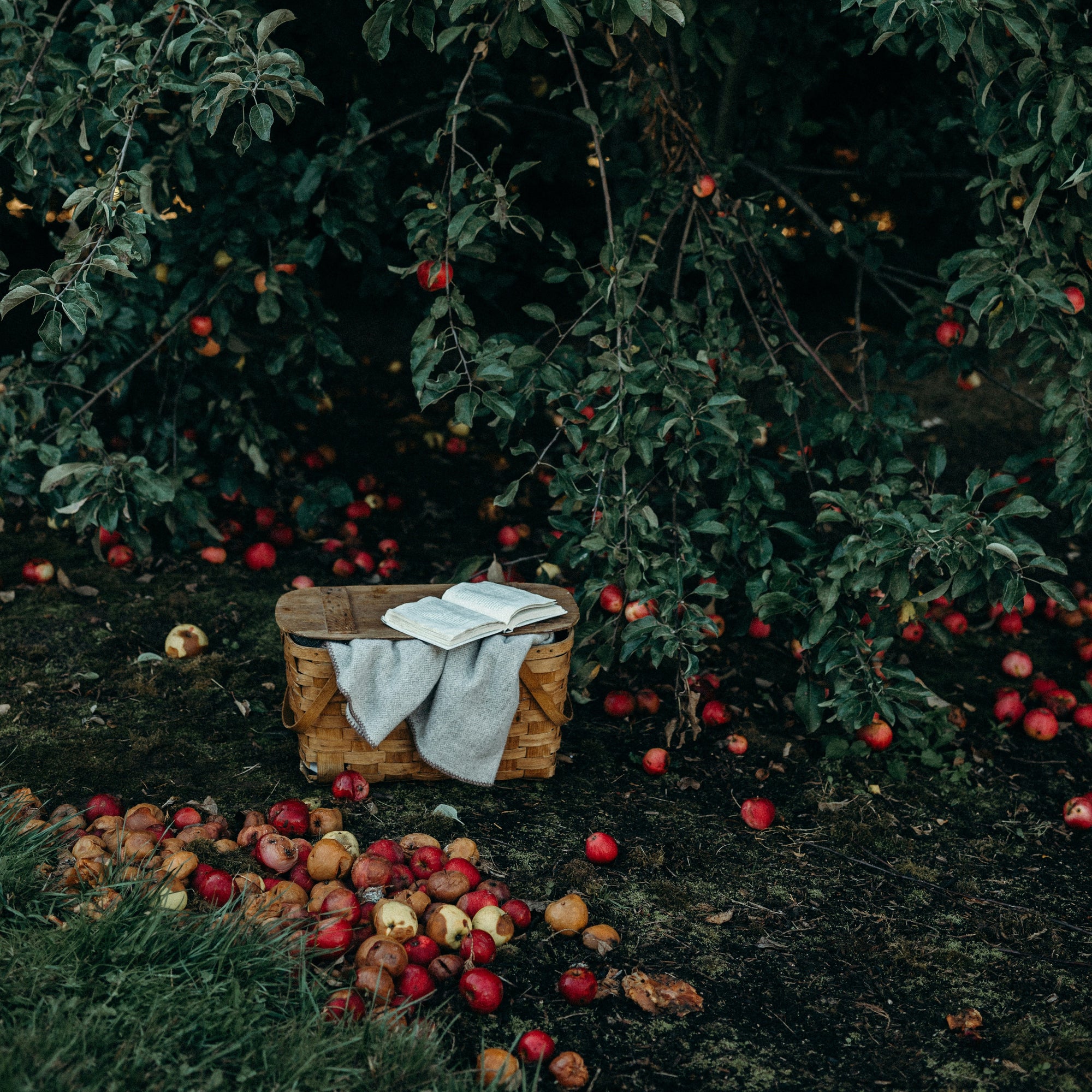 Picnic Hamper